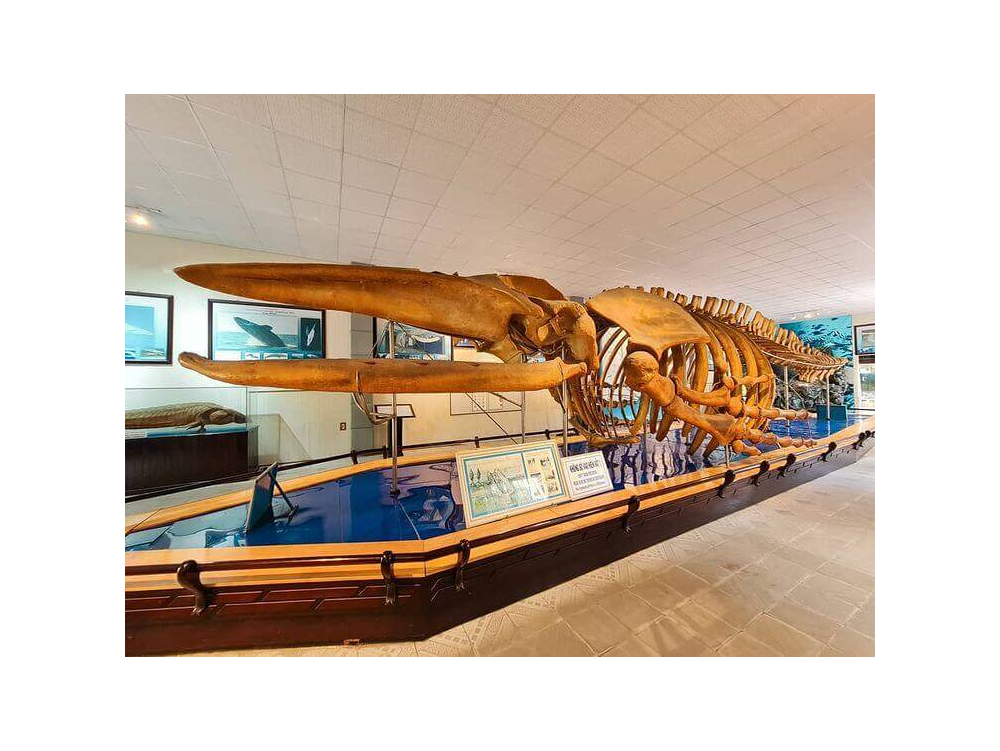 Explore Vietnam’s marine ecosystems through interactive models and educational displays (Source: Internet)